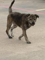 Found/Stray Male Dog last seen Texas Road hse Fall Creek, Humble, TX 77396