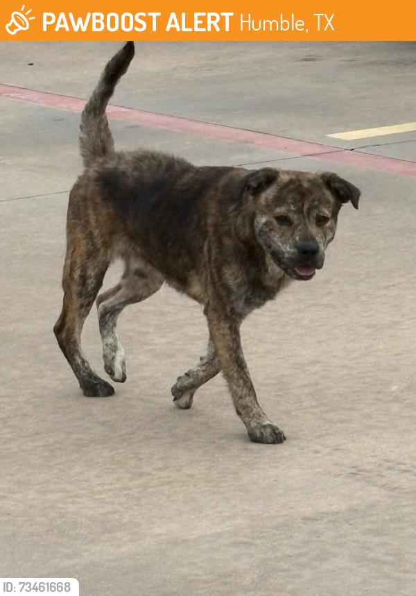 Found/Stray Male Dog last seen Texas Road hse Fall Creek, Humble, TX 77396
