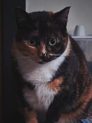Lost Female Cat last seen Terrace 202 apmt Building, Kenilworth, NJ 07033