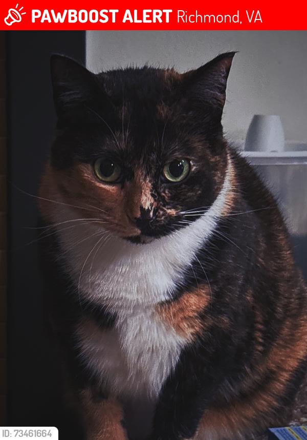 Lost Female Cat last seen Terrace 202 apmt Building, Kenilworth, NJ 07033