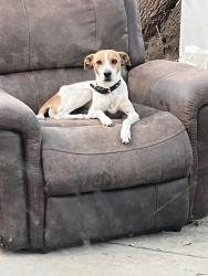Reunited Male Dog last seen Richard hastie park, Tracy, CA 95377