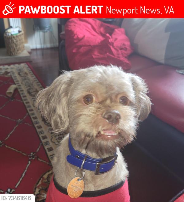 Lost Male Dog last seen Denbigh Mobile Park, Newport News, VA 23608