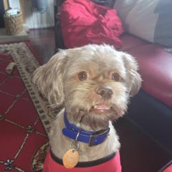 Lost Male Dog last seen Denbigh Mobile Park, Newport News, VA 23608