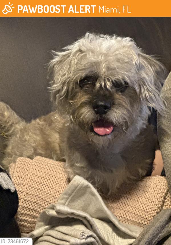 Found/Stray Male Dog last seen 132nd Ave, Miami, FL 33186
