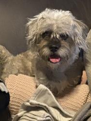 Found/Stray Male Dog last seen 132nd Ave, Miami, FL 33186