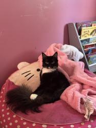 Lost Female Cat last seen Ridge road/oak ridge drive, Canton, GA 30114