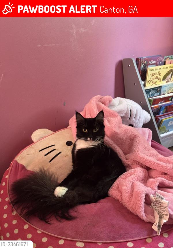 Lost Female Cat last seen Ridge road/oak ridge drive, Canton, GA 30114