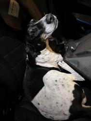 Found/Stray Male Dog last seen Cirsencia circus school, Miami, FL 33142