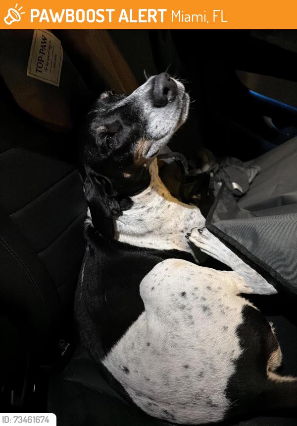 Found/Stray Male Dog last seen Cirsencia circus school, Miami, FL 33142