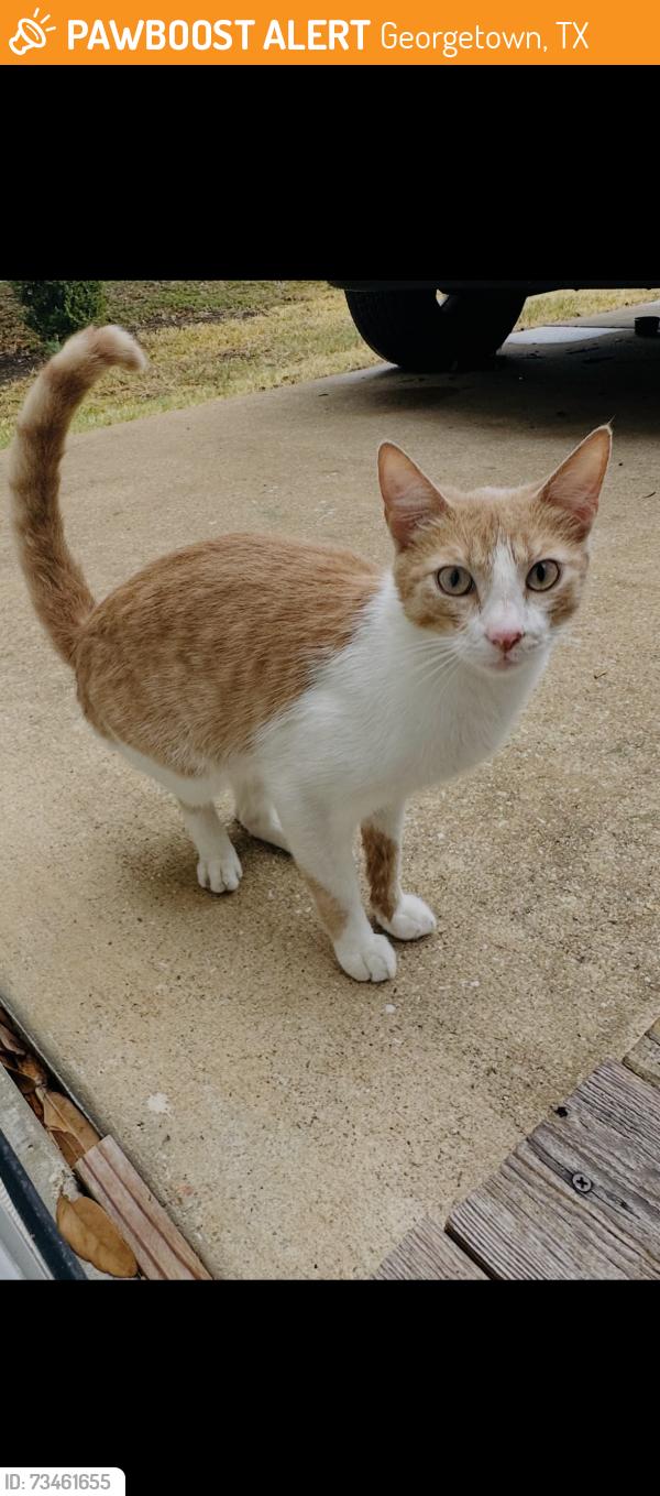 Found/Stray Male Cat last seen Near Jan Lane Georgetown, Georgetown, TX 78626