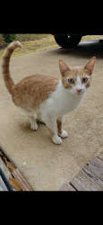Found/Stray Male Cat last seen Near Jan Lane Georgetown, Georgetown, TX 78626