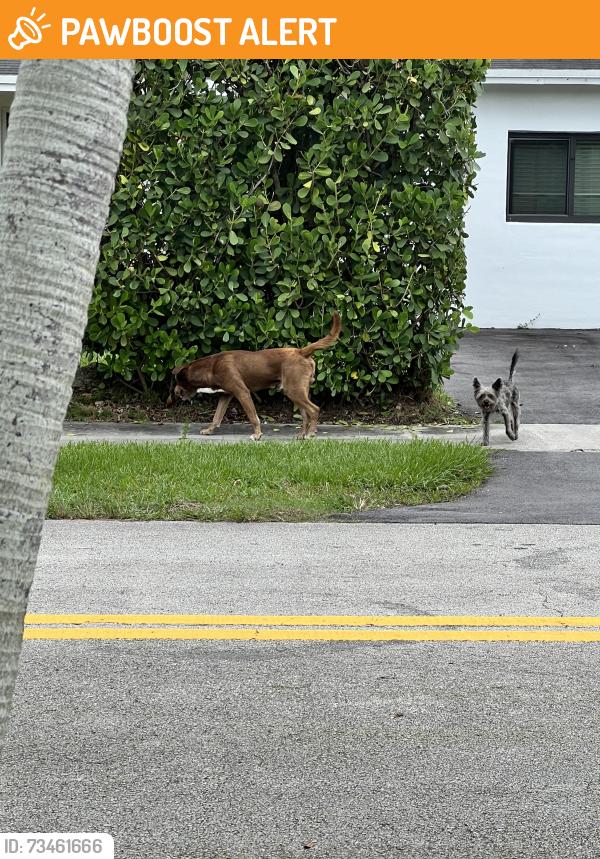 Found/Stray Unknown Dog last seen SW 103rd Ct, Palmetto Estates, FL 33157