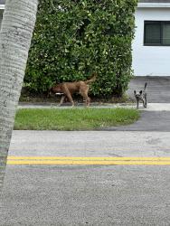 Found/Stray Unknown Dog last seen SW 103rd Ct, Palmetto Estates, FL 33157