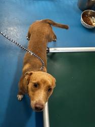 Shelter Stray Male Dog last seen HARRY RD/ RELIANCE DR, BAKERSFIELD,CA, 201 S Mt Vernon Ave, Bakersfield, CA 93307, USA