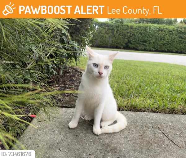 Found/Stray Female Cat last seen Broad leaf circle, Lee County, FL 33908