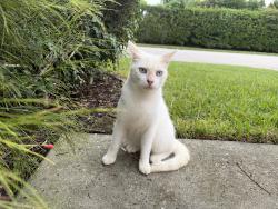Found/Stray Female Cat last seen Broad leaf circle, Lee County, FL 33908