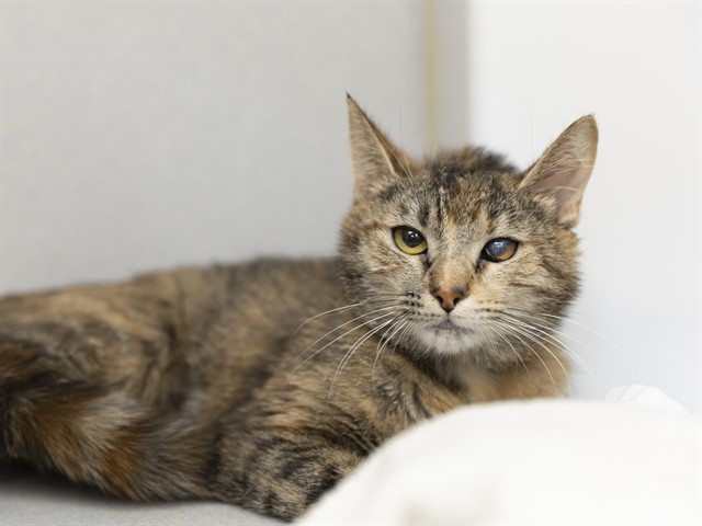 Shelter Stray Female Cat last seen A26-106477, 5501 E Van Buren St, Phoenix, AZ 85008, USA