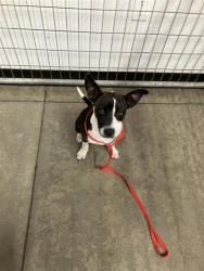 Shelter Stray Female Dog last seen Near BLOCK W SHIELDS AVE, FRESNO CA 93705 3264, 5277 E Airways Blvd, Fresno, CA 93727, USA