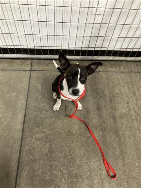 Shelter Stray Female Dog last seen Near BLOCK W SHIELDS AVE, FRESNO CA 93705 3264, 5277 E Airways Blvd, Fresno, CA 93727, USA