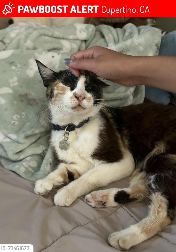 Lost Female Cat last seen S. Tantau Ave and Loree Ave, Cupertino, CA, Cupertino, CA 95014