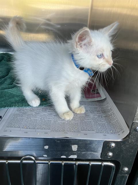 Shelter Stray Male Cat last seen Near BLK MARKER ST, LONG BEACH, CA 90805, 7700 E Spring St, Long Beach, CA 90815, USA