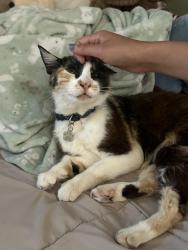 Lost Female Cat last seen S. Tantau Ave and Loree Ave, Cupertino, CA, Cupertino, CA 95014