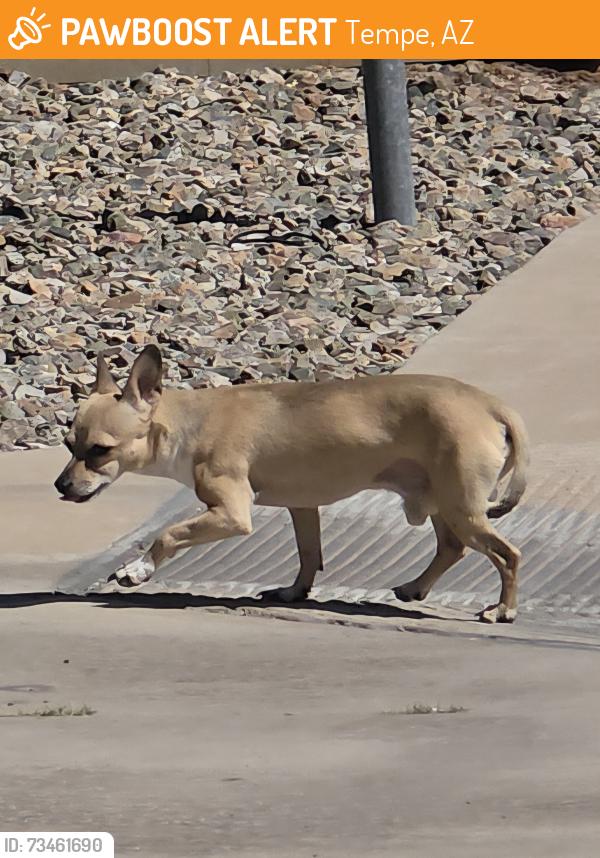 Found/Stray Unknown Dog last seen The Rockford apmt complex., Tempe, AZ 85281