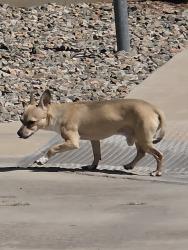 Found/Stray Unknown Dog last seen The Rockford apmt complex., Tempe, AZ 85281