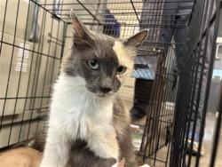 Shelter Stray Female Cat last seen , 4710 TX-151, San Antonio, TX 78227, USA