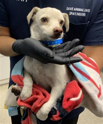 Shelter Stray Male Dog last seen Near BLOCK N. PALM ST TULARE, Visalia, CA 93292, USA