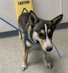 Shelter Stray Male Dog last seen Near BLOCK N. PALM ST TULARE, Visalia, CA 93292, USA