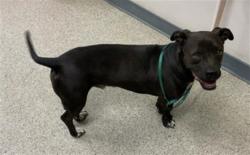 Shelter Stray Male Dog last seen HIGHWAY 65/ ROAD 24 DUCOR, Visalia, CA 93292, USA