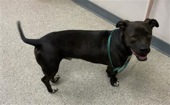 Shelter Stray Male Dog last seen HIGHWAY 65/ ROAD 24 DUCOR, Visalia, CA 93292, USA