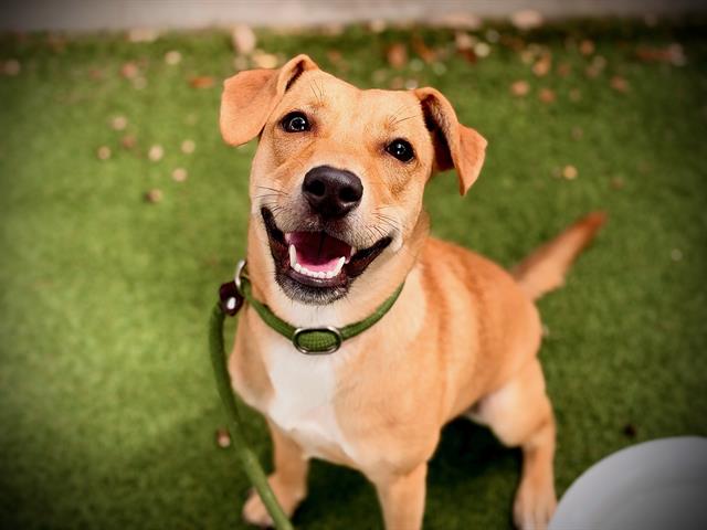 Shelter Stray Female Dog last seen , 2769 Conroy Rd, Orlando, FL 32839, USA