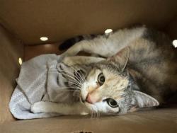 Shelter Stray Female Cat last seen LONGSHORE CT & FELL ST, 2127 Front St, Sacramento, CA 95818, USA