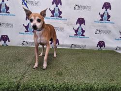 Shelter Stray Male Dog last seen , 2769 Conroy Rd, Orlando, FL 32839, USA