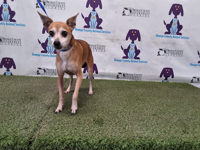 Shelter Stray Male Dog last seen , 2769 Conroy Rd, Orlando, FL 32839, USA