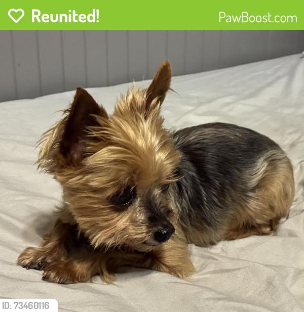 Reunited Female Dog last seen Peace Lutheran Church, St. Louis, MO 63125