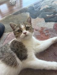 Lost Female Cat last seen Tolmie, Victoria, BC 
