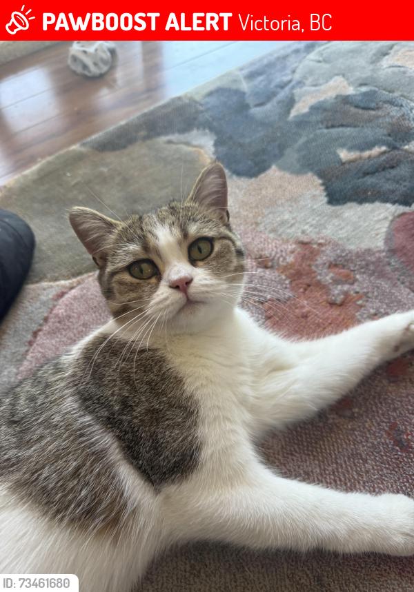 Lost Female Cat last seen Tolmie, Victoria, BC 