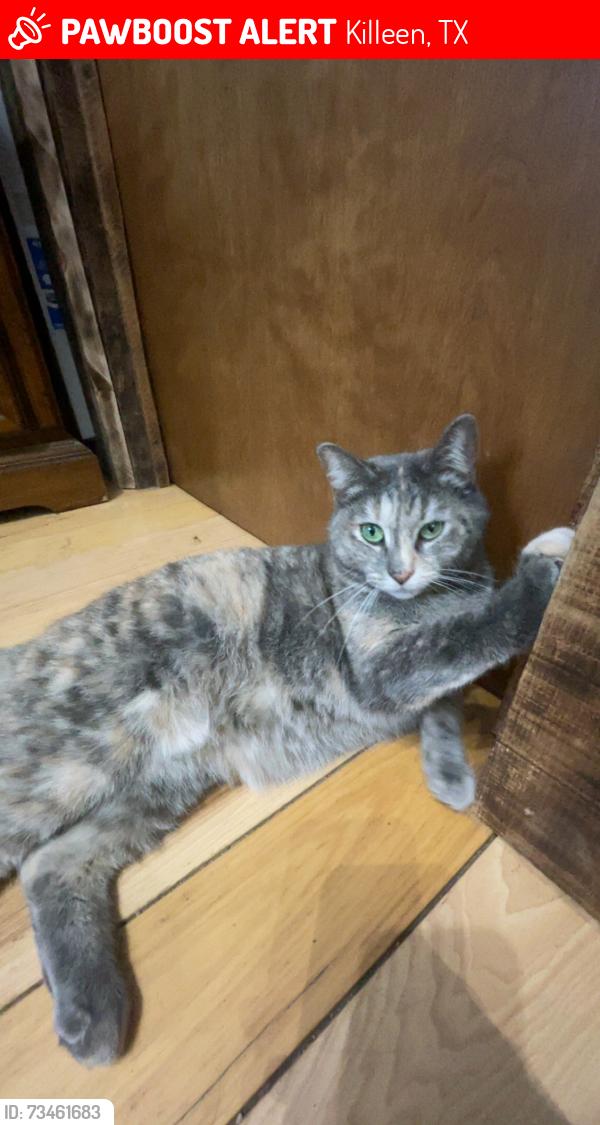Lost Female Cat last seen Near chisholm trail killeen tx, Killeen, TX 76542