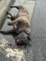 Found/Stray Female Dog last seen Braves reaves dr, Orlando, FL 32829
