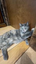 Lost Female Cat last seen Near chisholm trail killeen tx, Killeen, TX 76542