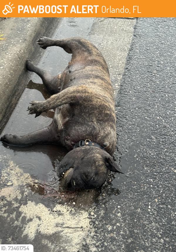 Found/Stray Female Dog last seen Braves reaves dr, Orlando, FL 32829