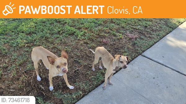 Found/Stray Male Dog last seen Judy and Robinson ave, Clovis, CA 93612