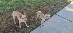 Found/Stray Male Dog last seen Judy and Robinson ave, Clovis, CA 93612