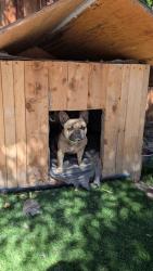 Reunited Male Dog last seen Richard hastie park, Tracy, CA 95377