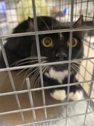 Shelter Stray Female Cat last seen S DURANGO DR & W SAHARA AVE, 655 N Mojave Rd, Las Vegas, NV 89101, USA