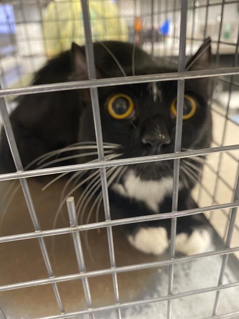 Shelter Stray Female Cat last seen S DURANGO DR & W SAHARA AVE, 655 N Mojave Rd, Las Vegas, NV 89101, USA