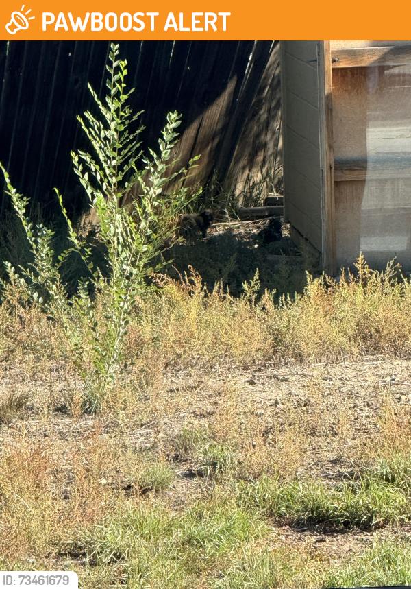 Found/Stray Unknown Cat last seen Near Ruskin Pl N, Colorado Springs, CO 80910
